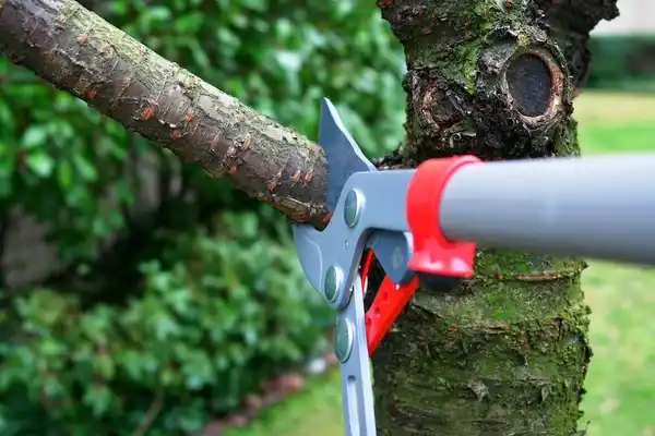 tree services San Germán